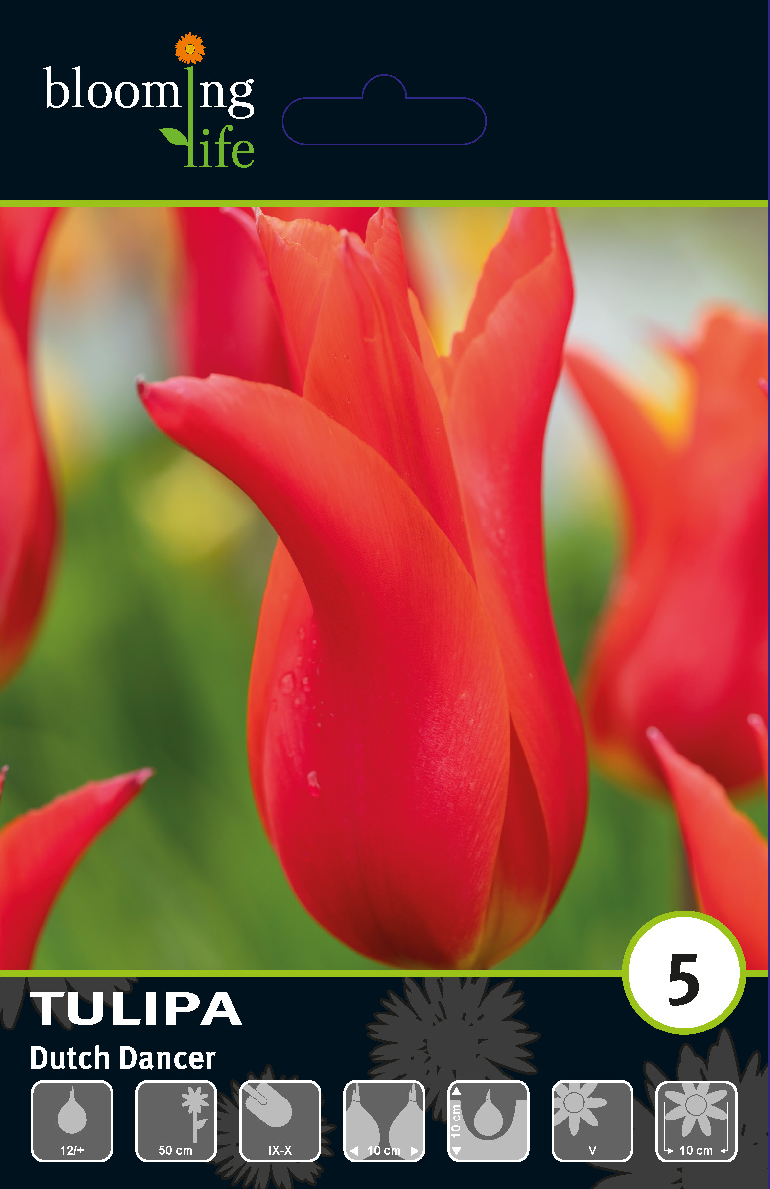 Тюльпан лилиецветный Датч Денсер